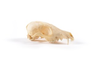 Image description is not available for 2015.4.8